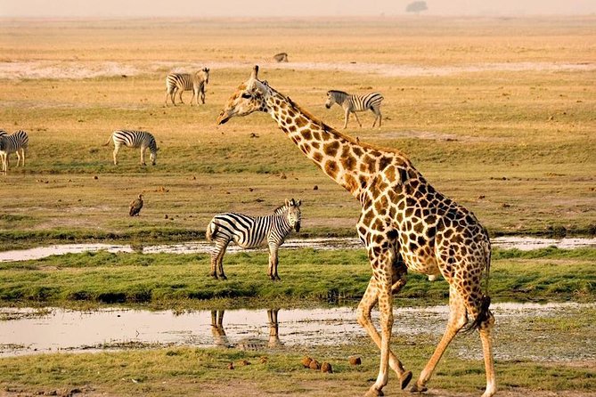 CHOBE (BOTSWANA) FULL DAY - Image 2