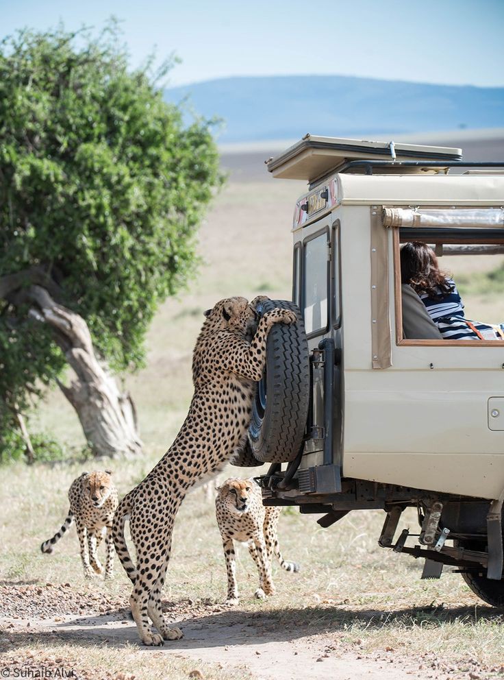 Real Tours Safaris Team